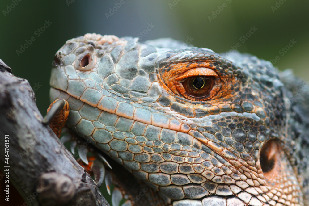 Fototapeta premium iguana, iguana on a tree branch on a green background