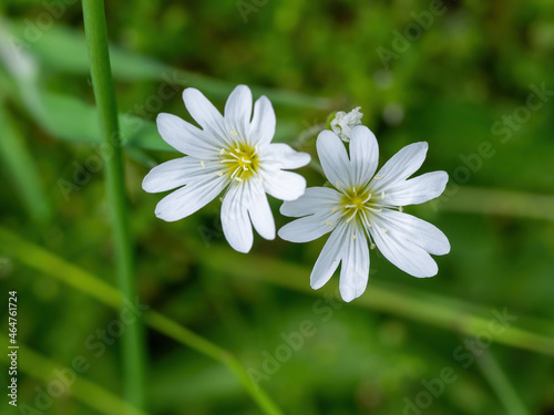 two white flowers head front of the green leaves