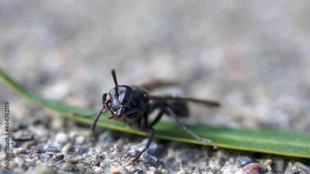 Close-up of a wasp polybia scutellaris cleaning itself Close-up of a wasp polybia scutellaris cleaning itself