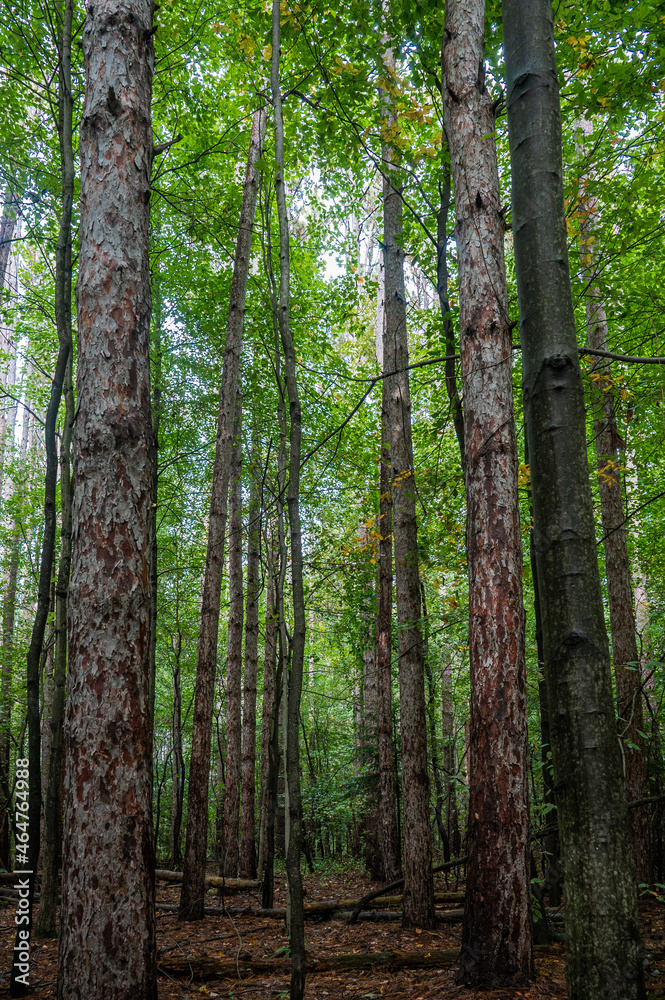 Fototapeta premium Tall trees with green leaves.