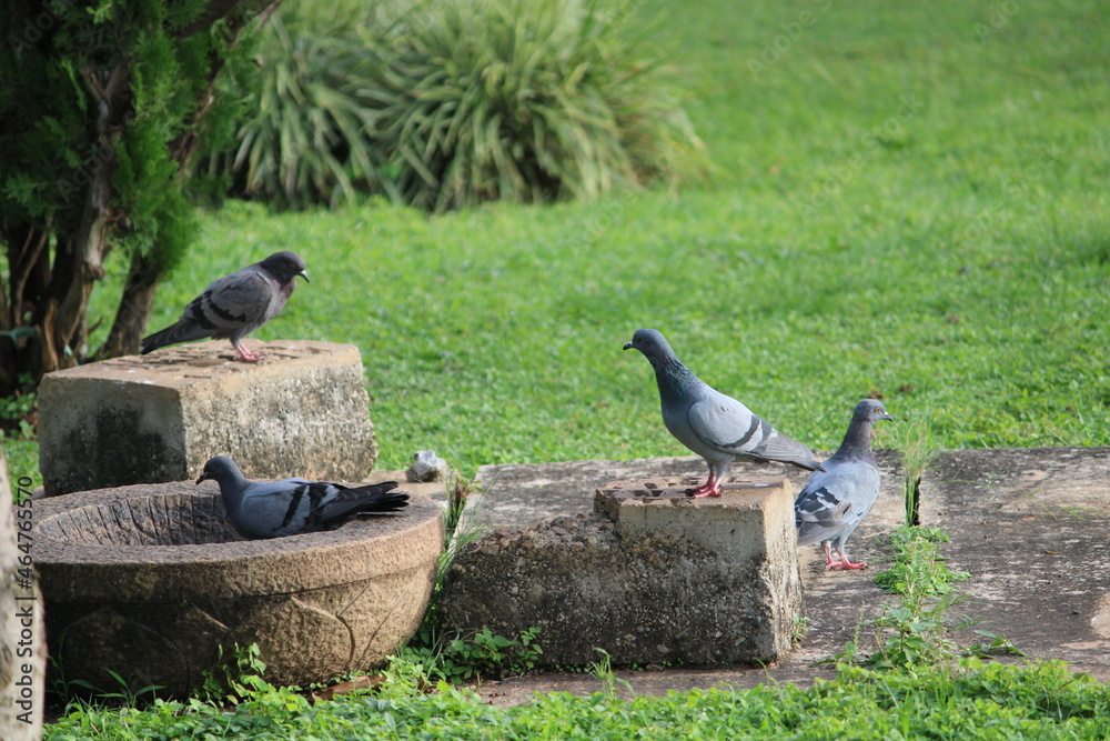 Obraz premium pigeons on the ground