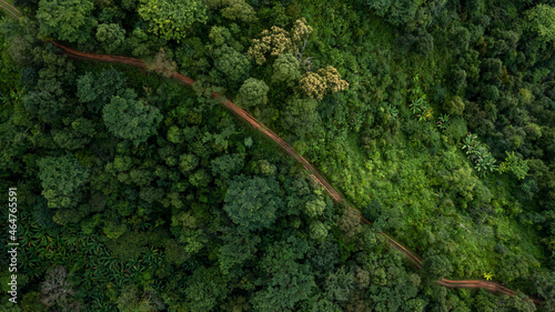 Fototapeta Naklejka Na Ścianę i Meble -  Aerial top view rural road in the forest, dirt road or mud road and rain forest, Aerial view road in nature, Ecosystem and healthy environment