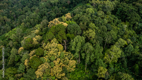 Aerial view tropical rain forest ecosystem and healthy environment concept and background, Texture of nature green tree forest in mountain.