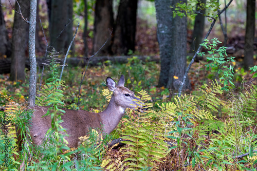 Fototapeta Naklejka Na Ścianę i Meble -  White-tailed deer or Virginia deer  in the autumn forest
