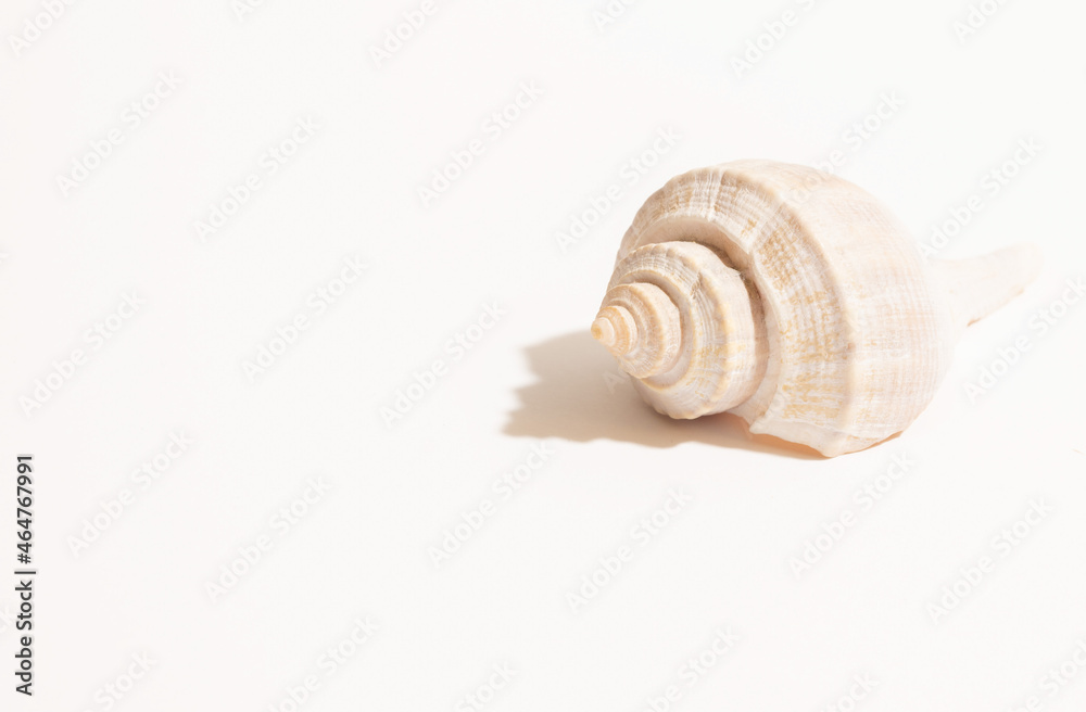 sea shell on white background sea shell on white background