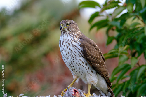 Hawk feeding on mourning dove prey. Cooper’s hawk juvenile.