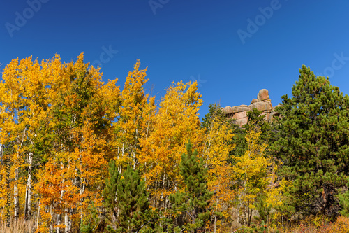 Fototapeta Naklejka Na Ścianę i Meble -  Yellow aspens on a fall day in Vedauwoo, Wyoming
