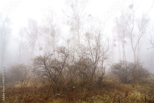 早春の朝霧に霞むシラカバ林とヤドリギ