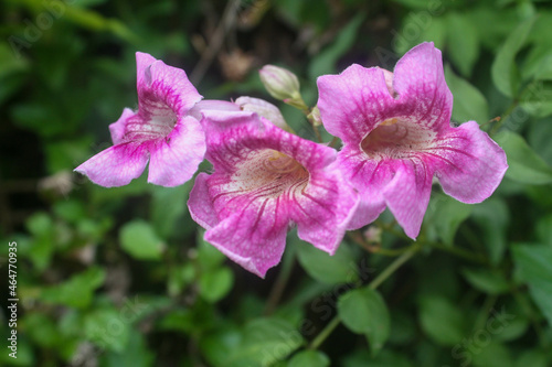 photos of flowers in the garden