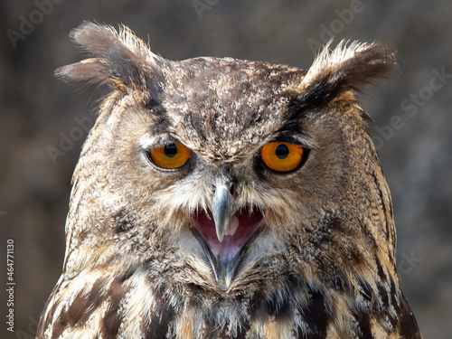 Fotografie Hibou grand duc aux yeux orange criant le bec ouver