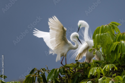 A Pair of Eastern Great Egret Building A Nest - Ardea modesta photo