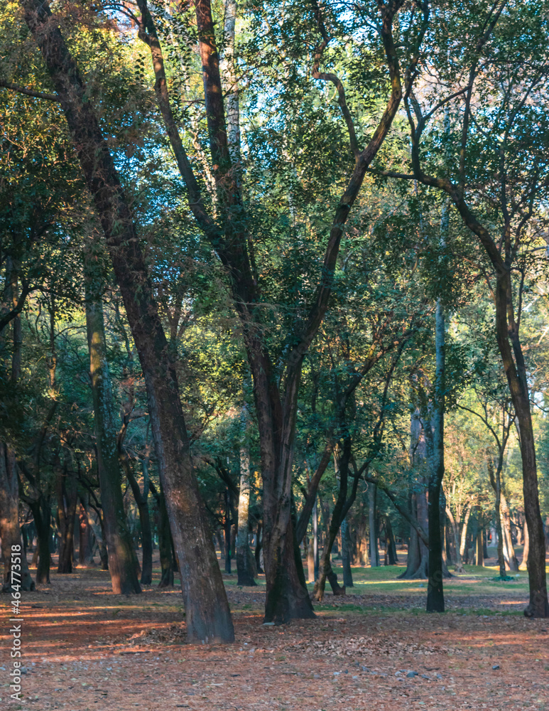 Beautiful trees natural landscape background Beautiful trees natural landscape background
