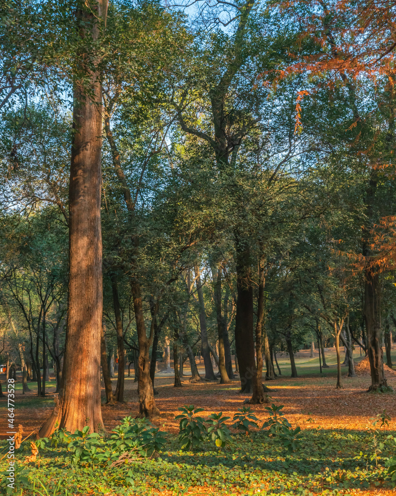 Beautiful trees natural landscape background Beautiful trees natural landscape background