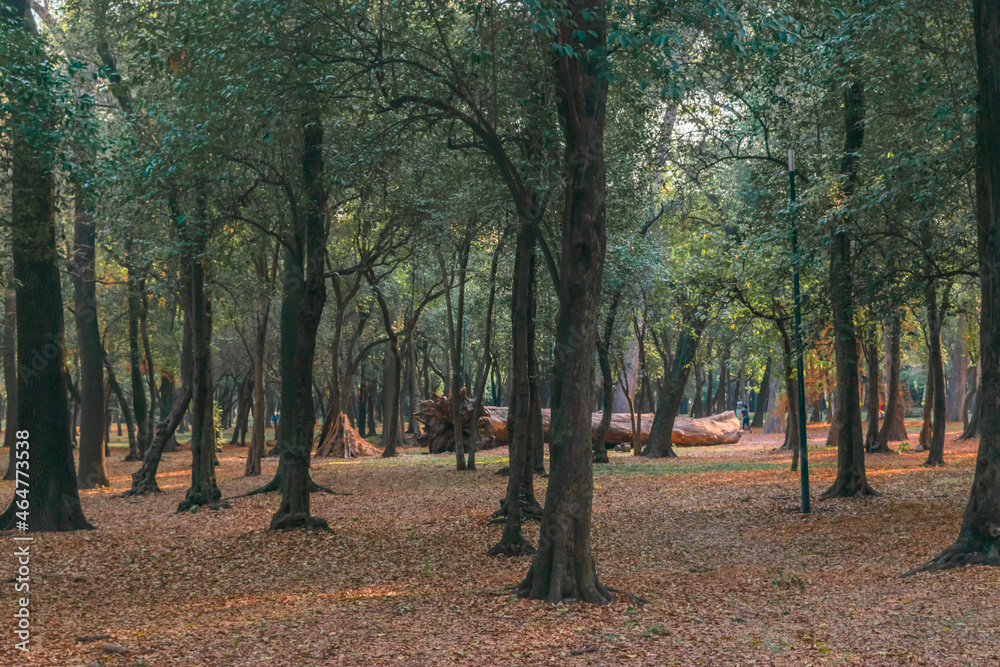 Naklejka premium Beautiful trees natural landscape background