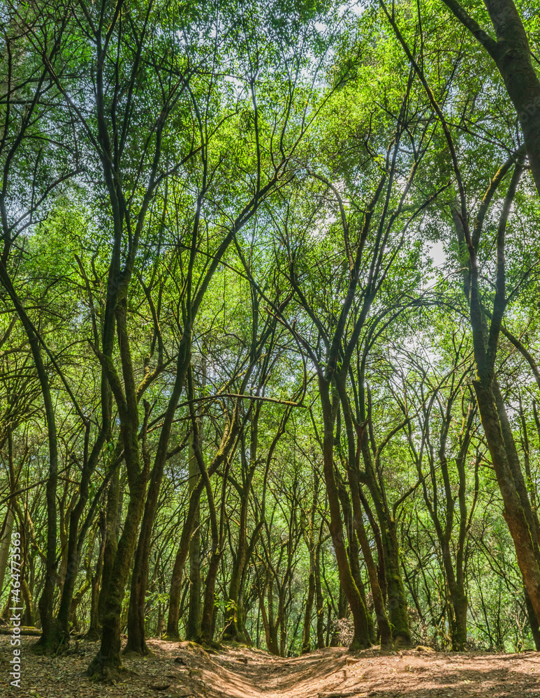 Beautiful trees natural landscape background Beautiful trees natural landscape background