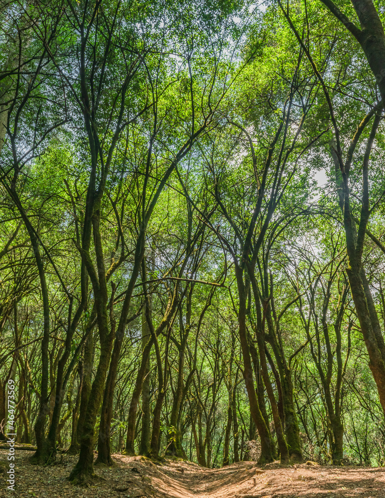 Beautiful trees natural landscape background Beautiful trees natural landscape background