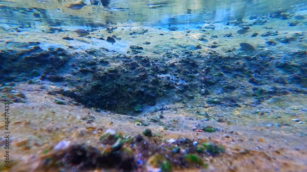 Undersea view with fish and water reflections Undersea view with fish and water reflections
