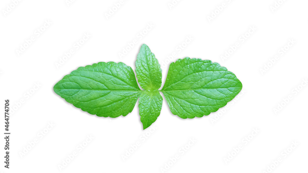 Isolated green leaves on a white background For design work or other illustrations (With Clipping Path) Isolated green leaves on a white background For design work or other illustrations (With Clipping Path)