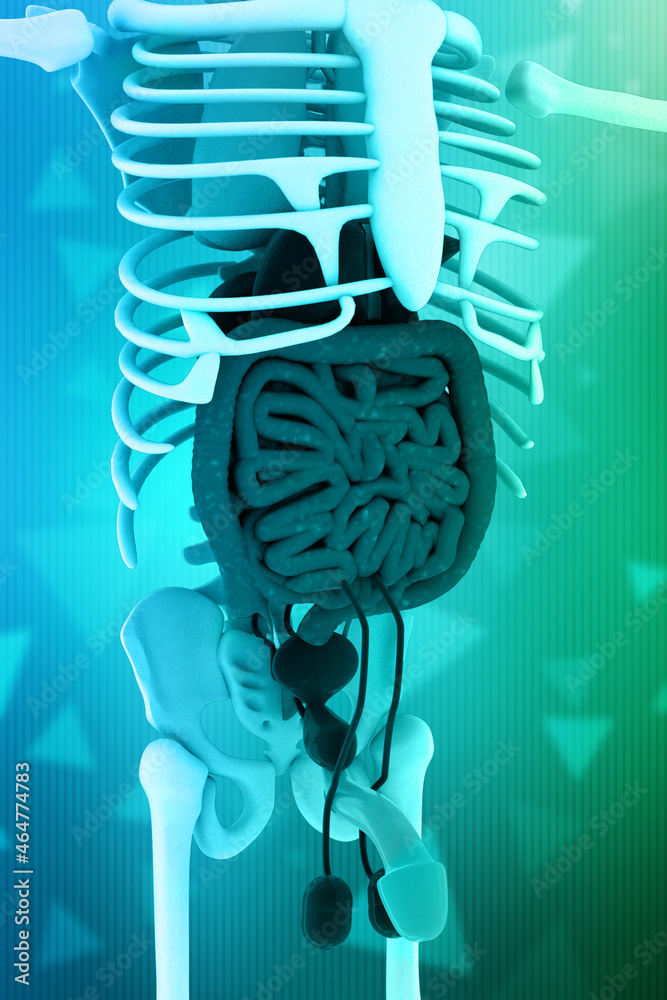 3d illustration model of male reproductive system Stock Illustration ...
