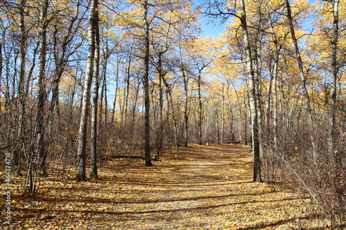 Beauty of Fall, William Hawrelak Park, Edmonton, Alberta