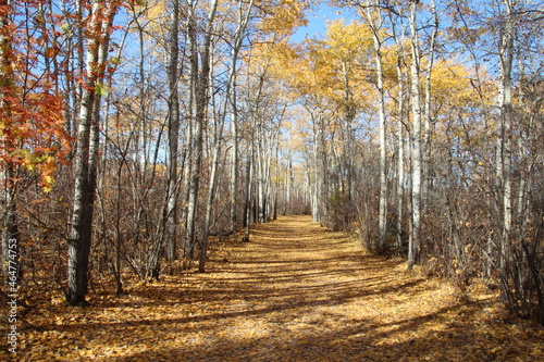 Autumn Down The Trail, William Hawrelak Park, Edmonton, Alberta