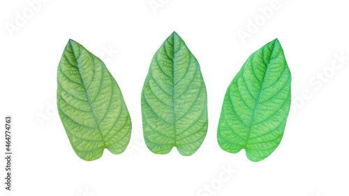 Three leaves isolated on a white background For design work or other illustrations  With Clipping Path 
