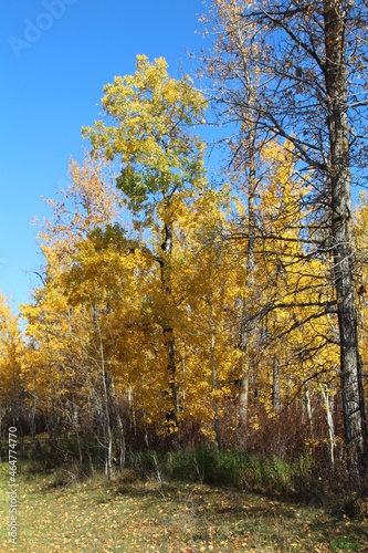 Golden Leaves, Elk Island National Park, Alberta
