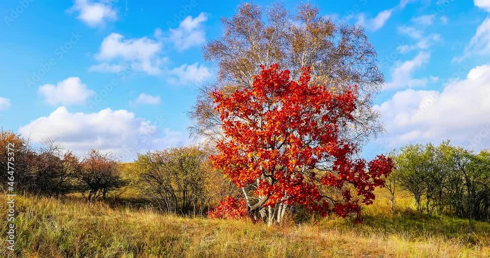 Autumn.Autumn trees and leaves swing with the wind.Colorful autumn scenery. Autumn.Autumn trees and leaves swing with the wind.Colorful autumn scenery.