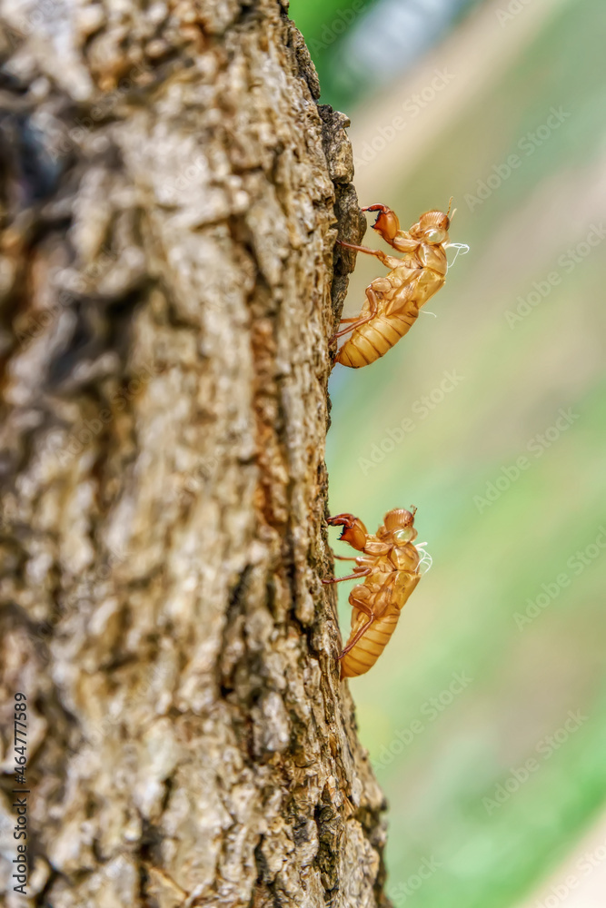 The cicada stains on trees in a nature background. The cicada stains on trees in a nature background.