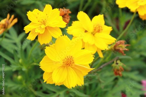 yellow starburst flowers on a green background photo