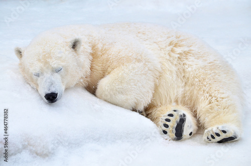 A polar bear sleeps in the snow
