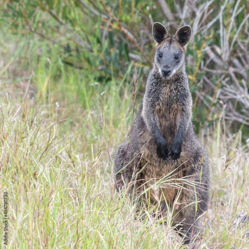 Swamp Wallaby (Wallabia bicolor) in grasslands of the Limestone Coast, South Australia
