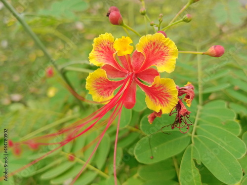 bright yellow and red small flower