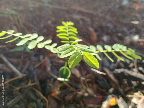 Saga Seed Acacia beans tree