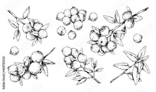 Hand drawn cranberry. Blueberry and cowberry outline engraving. Isolated botanical elements. Wild forest plant with sour berries. Vitamin vegetarian food drawing. Vector lingonberry set photo