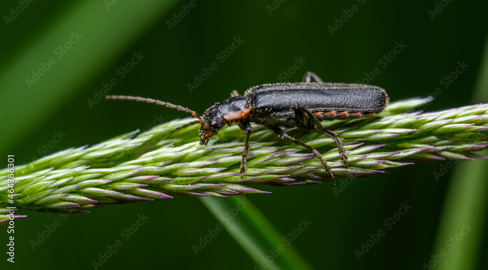 Fototapeta premium soldier beetle (Cantharis) on grass inflorescence