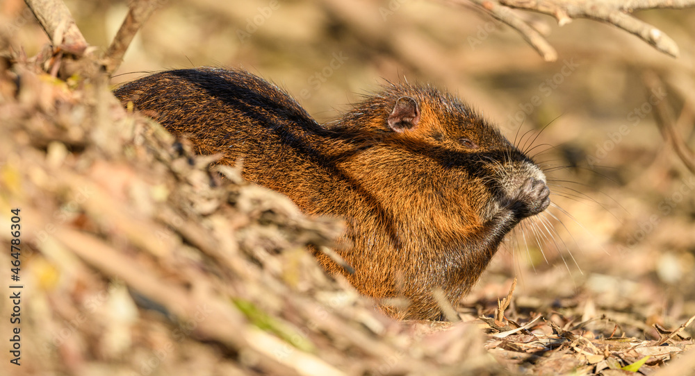 coypu (Myocastor coypus) also known as the nutria sitting in dry vegetation on the bank