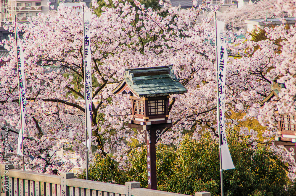 満開の桜と成田山の境内