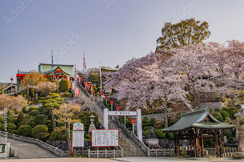 満開の桜と犬山成田山参道の石段