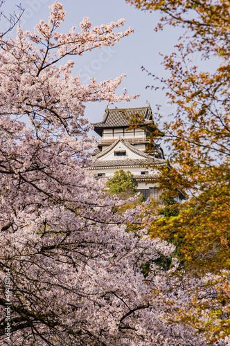 満開の桜と犬山城天守閣 © KOMAKI JUN