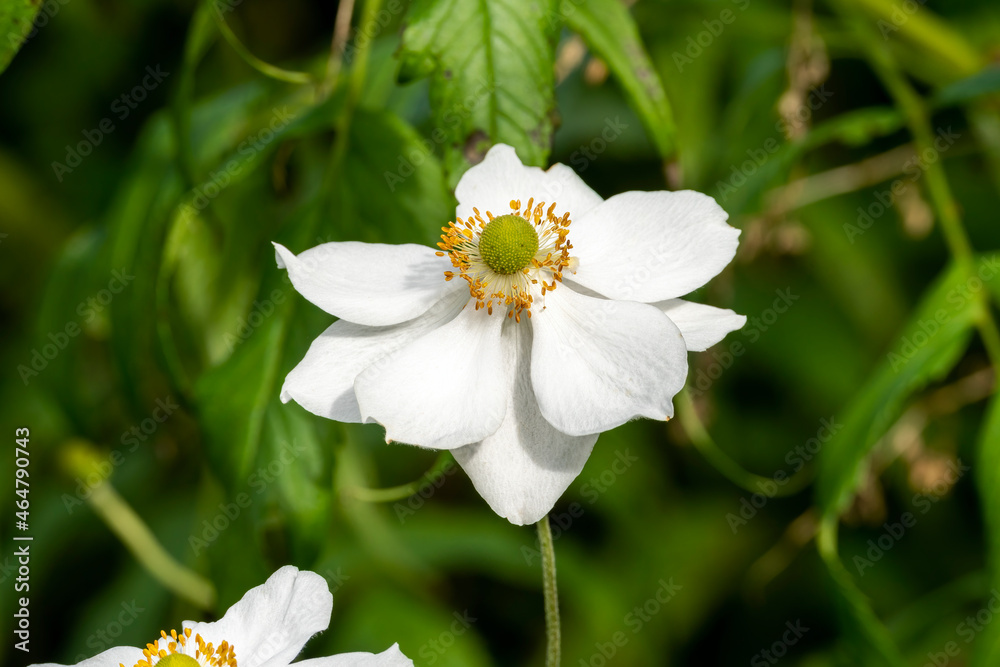 Anemone x hybrida 'Honorine Jobert' a summer autumn fall flowering plant with a white summertime flower commonly known as Japanese anemone, stock photo image Anemone x hybrida 'Honorine Jobert' a summer autumn fall flowering plant with a white summertime flower commonly known as Japanese anemone, stock photo image