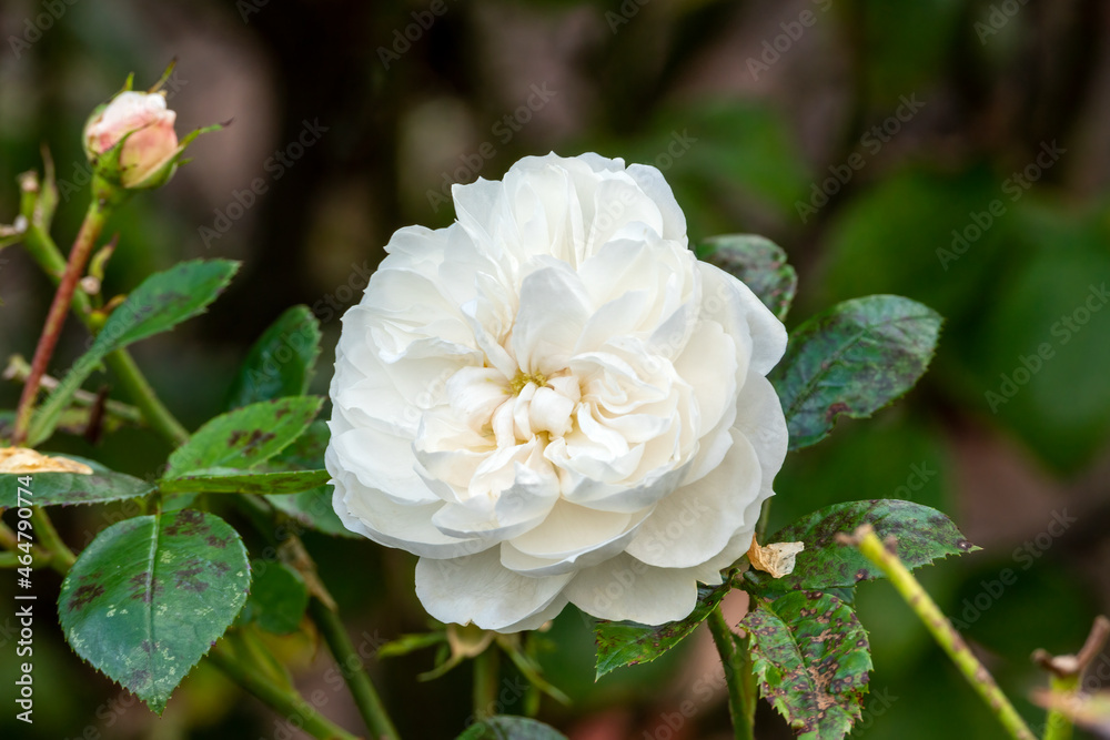 Rose (rosa) 'Macmillan Nurse' a summer autumn fall flowering shrub plant with a white summertime double flower, stock photo image Rose (rosa) 'Macmillan Nurse' a summer autumn fall flowering shrub plant with a white summertime double flower, stock photo image