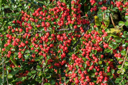 Cotoneaster horizontalis a spring dwarf spreading shrub hedging plant with red berries and leaves in the autumn fall, stock photo image