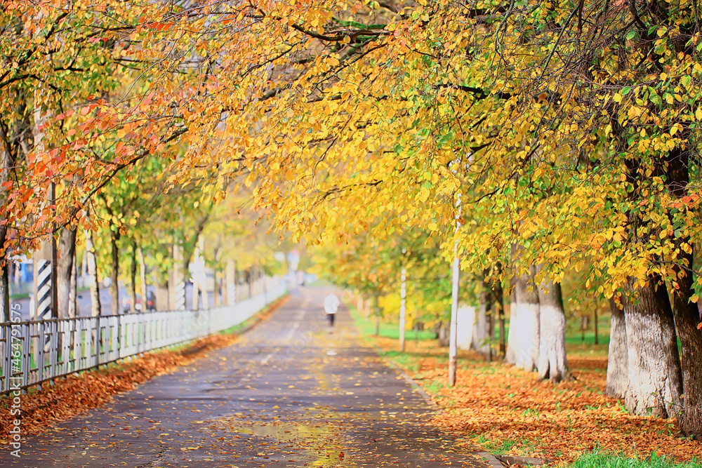 alley in autumn park landscape, fall yellow road seasonal landscape in october in the city