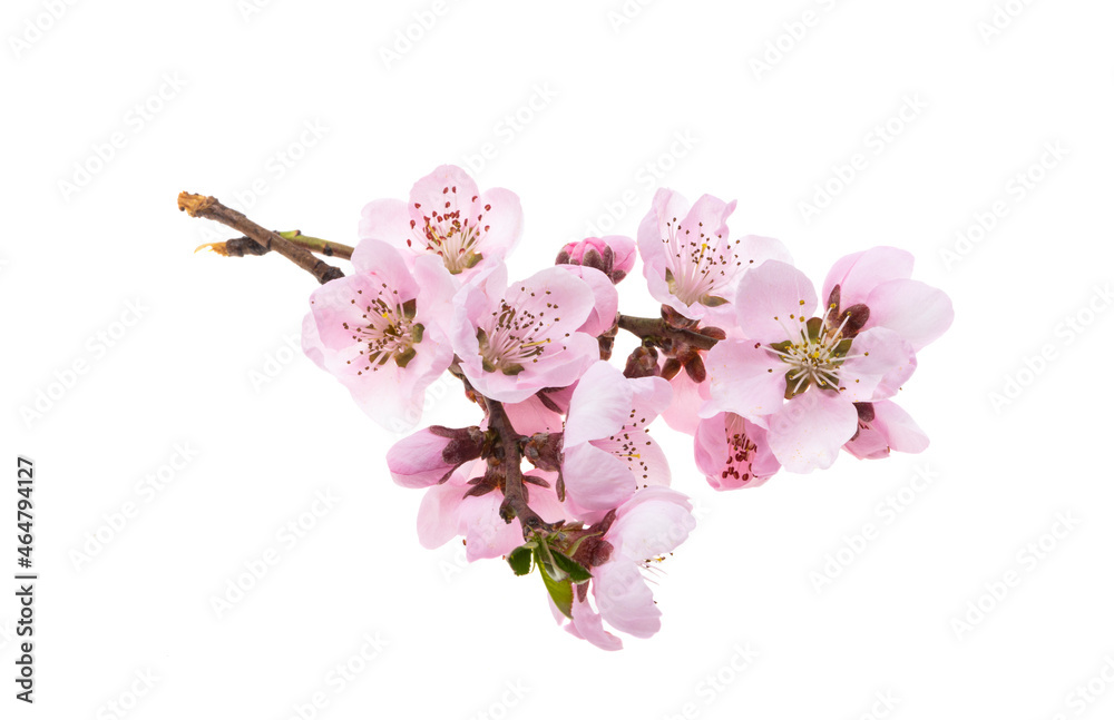 beautiful sakura flower isolated