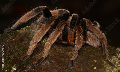 BIRD-EATING SPIDER (Selenocosmia sp). A venomous tarantula from West Papua, Indonesia. Showing the side view