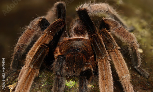 BIRD-EATING SPIDER (Selenocosmia sp). A venomous tarantula from West Papua, Indonesia. Showing the front view 
