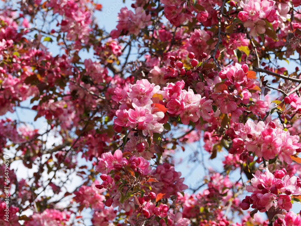 Pommier d'ornement - Malus 'Liset'. Arbuste à fleurs en bouquets de rose vif à rouge-pourpré dans un feuillage lobé, brillant, vert bronze en été Pommier d'ornement - Malus 'Liset'. Arbuste à fleurs en bouquets de rose vif à rouge-pourpré dans un feuillage lobé, brillant, vert bronze en été