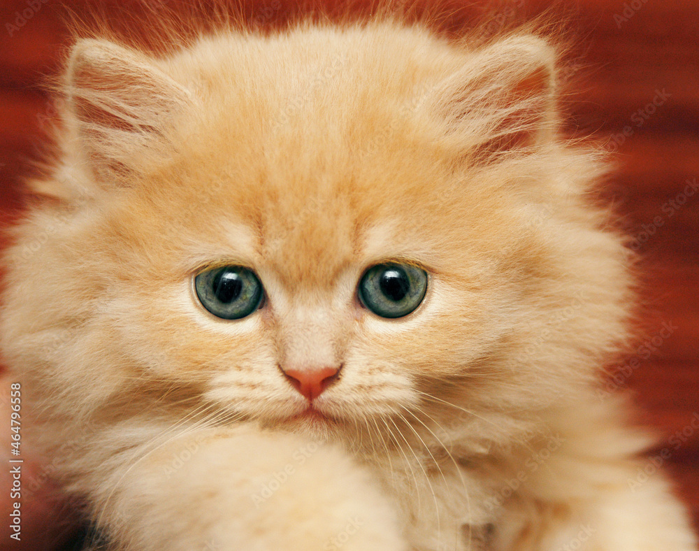 Small blond kitten with blue eyes