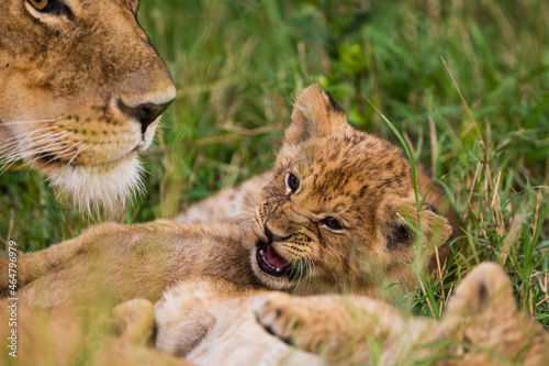 Lions cubs playing under the protection of their mother in the Masai Mara in Kenya © wayne